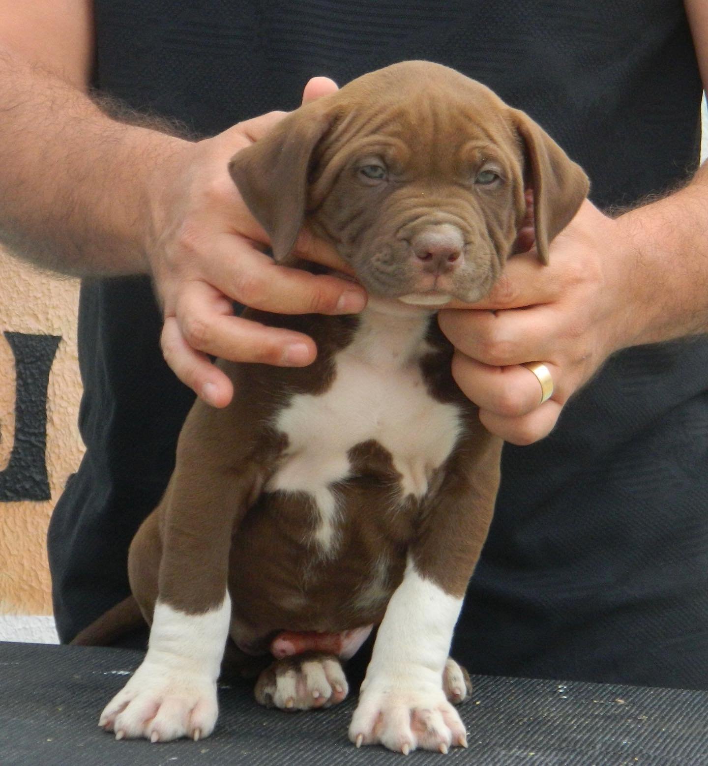 Quando o Pitbull deixa de ser filhote?